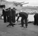 Churchill and Cat